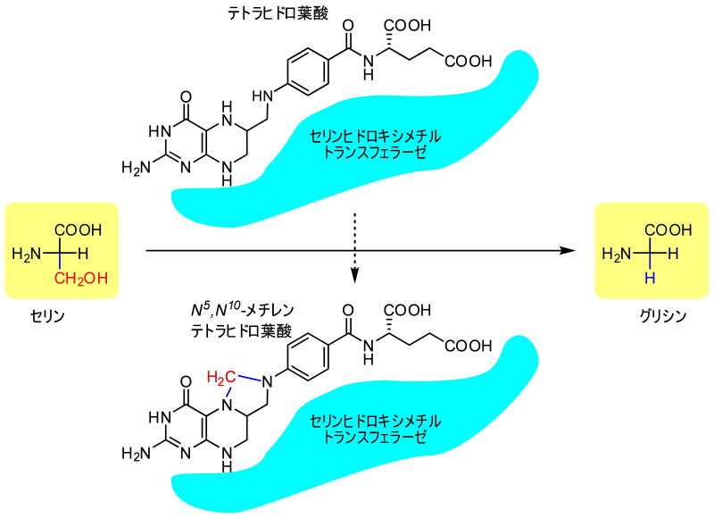 Biosynthesis of Vitamins in Plants Part B Vitamins B6 B8 B9 C E K 価格